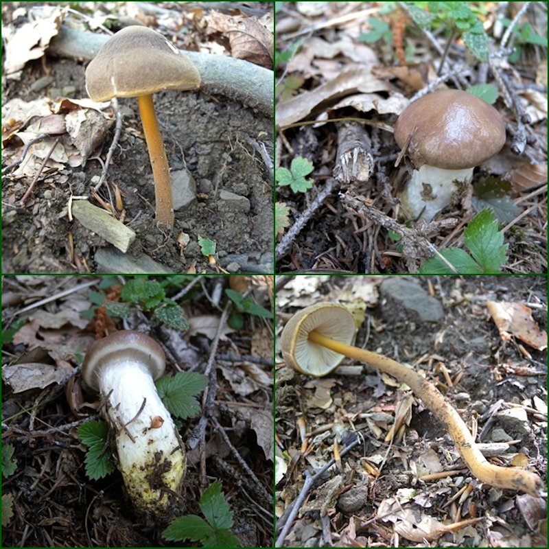 Funghi dall''Appennino